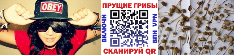 blacksprut как зайти  что такое наркотик  Суворов  Псилоцибиновые грибы MAGIC MUSHROOMS 